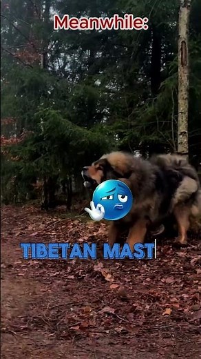 7 Most Powerful Guard Dogs Ranked | Best Protection Breeds #Shorts