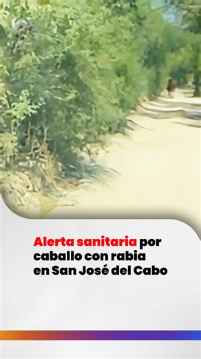 ⚠️ ALERTA SANITARIA ⚠️ Autoridades confirman la detección de un caballo con presuntos signos de rabia en las inmediaciones de Santa Anita, El Álamo y San Pedro, sobre el camino rural que conecta a esta última comunidad. Se exhorta a la población a no transitar por la zona y resguardarse en sus hogares. Elementos de Protección Civil Los Cabos, Seguridad Pública y Desarrollo Rural ya realizan el aseguramiento del animal. #CaboMedia | CaboMedia
