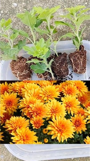 How to grow chrysanthemum from cuttings#chrysanthemum plant cuttings