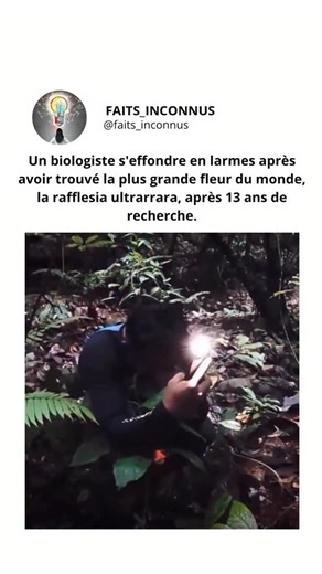 Faits Inconnus on Instagram: "Le 21 novembre 2025, dans la dense forêt tropicale de Sumatra, en Indonésie, le biologiste Septian “Deki” Andriki a réalisé un exploit extraordinaire en trouvant la très rare Rafflesia hasseltii après 13 ans de recherches continues. En voyant la fleur, Andriki n’a pas pu retenir ses larmes, et son équipe a décrit le moment comme « électrisant ». Rafflesia hasseltii appartient à l’un des groupes de plantes les plus uniques et les plus rares de la planète. Sans tige, 