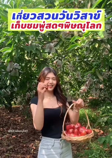 🌳💖 พิษณุโลกก็มีให้เก็บชมพู่น้า✨️ สดๆจากสวนเลยค่า ชมพู่สดๆที่สวนวันวิสาข์ ทานได้เลยปลอดภัยไร้สารพิษ 🥰 เก็บได้อีกประมาณ 2-3 สัปดาห์หรือจนกว่าจะหมดสวน รีบแท็กเพื่อนแท็กแฟนมาด่วนๆ ⏰️เปิดทุกวัน 8:00 น - 18:00 น. 📍พิกัด สวนวันวิสาข์ ตาม GPS อยู่บ้านวังพิกุล วังทอง พิษณุโลก (ห่างจากอินโดจีน 10 กม.) 🍃ที่สวนวันวิสาข์บรรยากาศดีมาก ร่มรื่นไม่ร้อน อากาศสดชื่นสุดๆ มีลูกชมพู่ลูกใหญ่ๆให้เราเลือกเก็บมากมาย มาเดินเล่นเก็บได้ชิลๆเลย 💗 เก็บแล้วสามารถกินสดๆได้จากต้นเลย เพราะชมพู่ที่สวนวันวิสาข์ปลอดภัยไร้สารเค