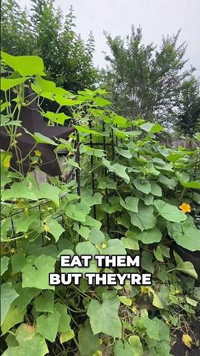 Myth Busting: Yellow Cucumbers Are Safe to Eat