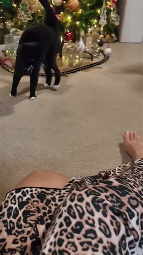 Zabawne momenty z kotem i żółwiem