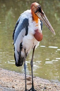 1.5M views · 17K reactions | This isn’t just any bird. It’s a marabou stork—towering, patient, and built like a gothic statue. Part scavenger, part sentinel. You don’t see it move often, but when it does, everything pays attention. ️ #MarabouStork #birdsofafrica | Discvr Blog | Facebook