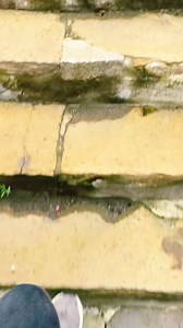 LADY! I’m still learning Murican. My Gaelic is HORRID! Tha mi dullilich! #reelsfypシ #scottish #tiktokdiablo #Gaelic #ireland | Robo17art