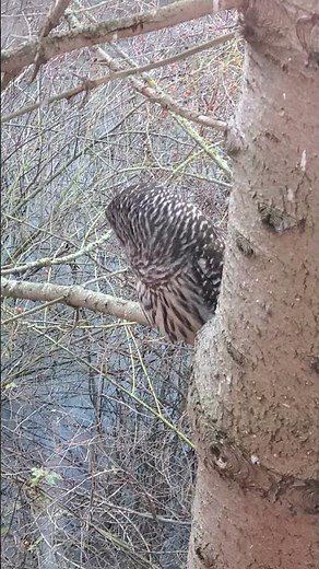 Owl stalking it's prey. Animal attack. owl hunting. Pacific Northwest. #pnw