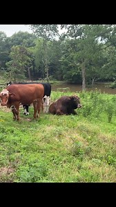 Rufus The Bull (@b11lee)’s video of Rufus The Bull
