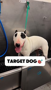 @target you lost something #doggrooming #tutorial #dogbath bullterrier #bullterriers #bullterriersofig | Animalkingdomdoggrooming
