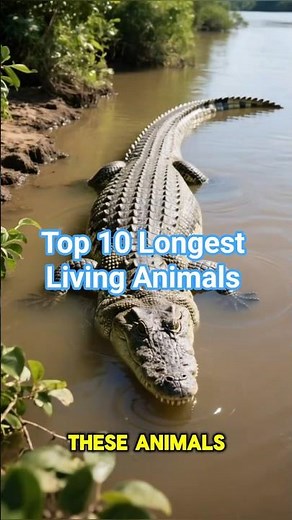 Top 10 Longest Living Animals