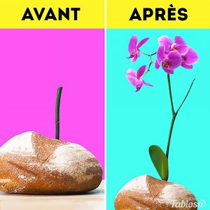 35K views · 112 reactions | Vous n'avez pas besoin de jeter une orchidée après sa floraison, vous pouvez la propager et la refaire fleurir. | Femme Heureuse | Facebook