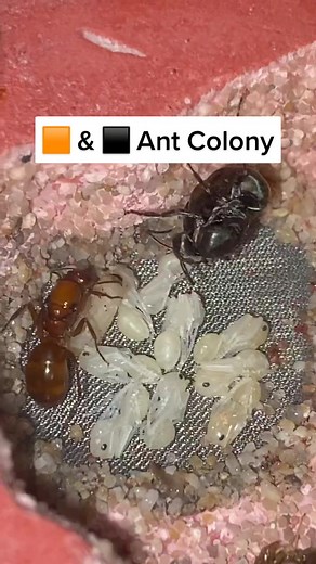 Orange & Black Field Ants Colony: Fascinating Insights