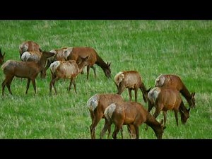 Elk Herd in Meadow | FREE NATURE STOCK FOOTAGE