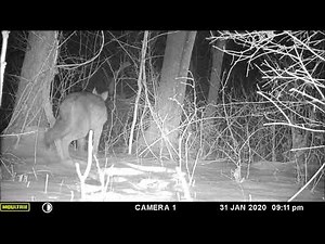 Coyote getting snared