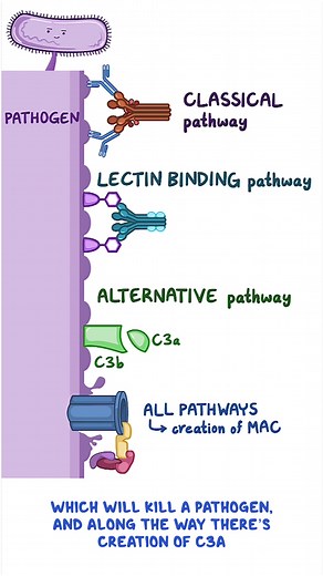 The complement system doesn't generate compliments for you... but it does help destroy pathogens in your body! Learn all about it in today's #ClinicalCuts. The complement system refers to a group of plasma proteins called the complement proteins, which are produced in the liver, and act collectively to help destroy pathogens. Think of them like a little militia that “complement” the work of antibodies. There are actually three complement pathways: • The classical pathway: called that because it