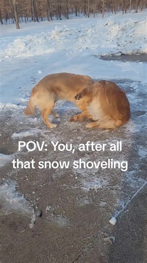 AfterDad shovels! #goldenretrieversoftiktok #snow #shovel #viral #michigan