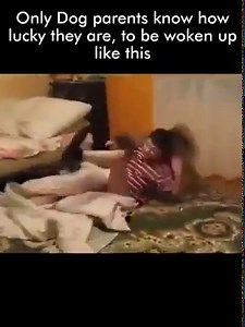 Only dog parent know how lucky they are, to be woken up like this
