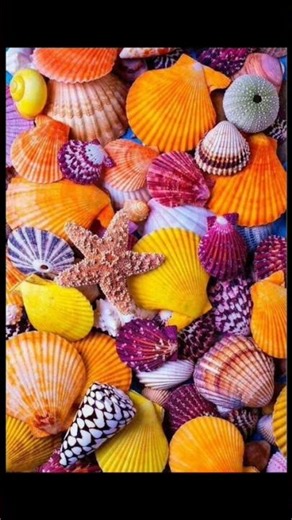 COLORFUL #seashells #beautiful #ytshorts #seashells #colorful #shorts