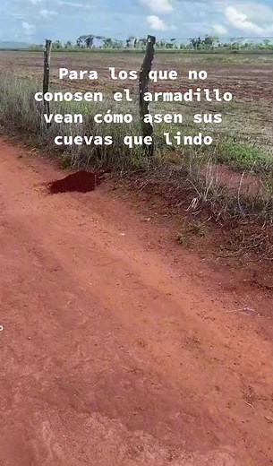 Armadillo's Habitat and Behaviors Revealed: Explore Video Footages