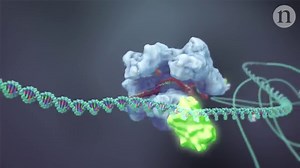 Using CRISPR to Do More Than Cut
