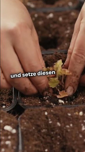 Frische Minze im Garten? 🌿❌ So verhinderst du, dass sie wuchert!