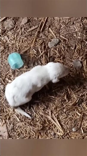 cute puppies without mother | puppies ki maa chl bsi #puppy #cute #cutedog #dog #shorts