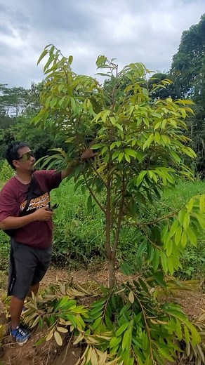 91K views · 1.3K reactions | Walang sayang sayang sa pag pruning ganito talaga dapat mag pruning with master AP Reel #durian #farming #instagood #jeffjerfreyganal | Jeff Jerfrey Ganal | Facebook