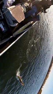 31" Musky (October 2024) #musky #muskyfishing #michigan #puremichigan #fishing