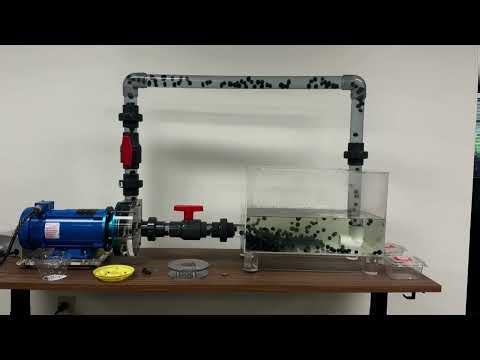 Pumping Blueberries—No Crushing, No Shear | Discflo Pump