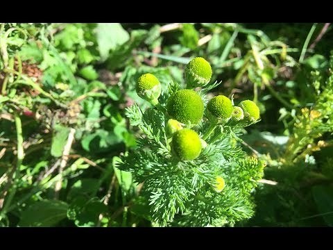 Health Benefits of Pineapple Weed
