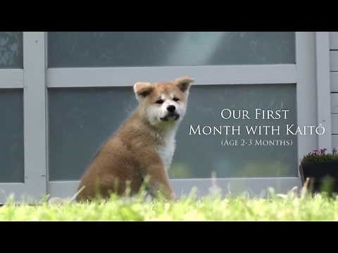 Akita Inu Puppy - Our First Month with Kaitô
