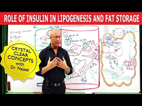 Role of Insulin in Lipogenesis and Fat Storage👨‍⚕️