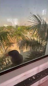 Bird Keeps Knocking on My Window! 🪟💥 | Mysterious Bird Behavior Explained