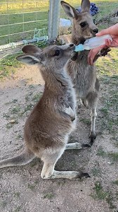 58K views · 10K reactions | Happy World Kangaroo Day featuring a very hungry Tommy. He is about one-year-old and became an orphan after his mum was hit by a car. He’s now under the care of an experienced carer and will hopefully be released back to the wild soon 輦 Kangaroos Alive Two Thumbs Wildlife Trust | ifaw | Facebook
