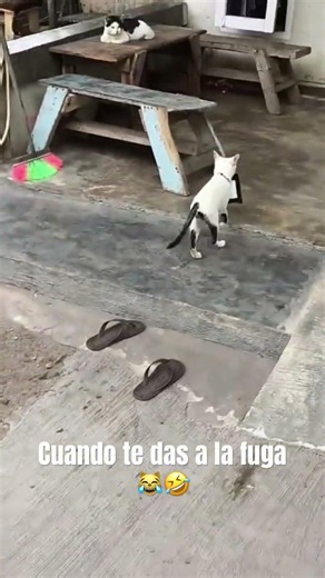 When you make a run for it 😹🤣 #viralvideo #funny #cat #cats