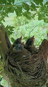 Sooty-headed bulbul Birds | Review All Birds