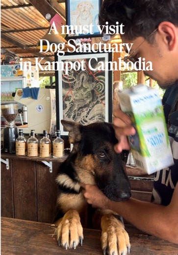 Best Morning at the Dog Sanctuary in Cambodia