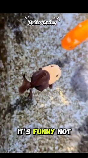 The gold fish swimming slowly #tinysea#tinyseacreatures#cuteocean#smallfish#underwater#shorts