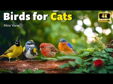 Nature Therapy for Cats 🐾 4K Cat TV with Soothing Bird Sounds for Relaxation & Calm Moments