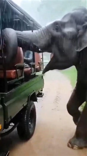A wild elephant kidnapped a safari visitor from a pickup truck and fled with him. #elephant #shorts