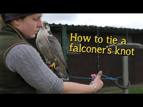 Falconry Basics | How to tie the falconer's knot