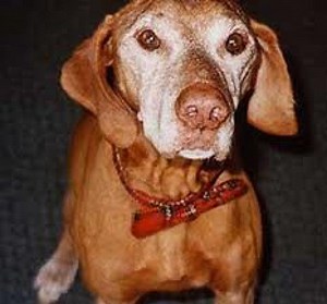 Is My Older Dog’s Behavior Normal Aging or Something More?