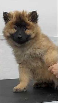 This might be the cutest puppy that has ever existed