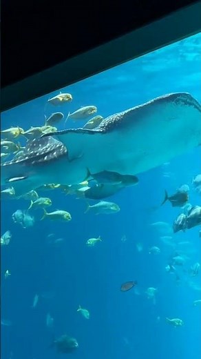 Whale Shark Facts That Will Blow Your Mind! 🐋🦈
