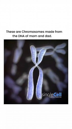 World of Biology on Instagram: "These are Chromosomes - made from the DNA of mom and dad. There are 23 pairs of chromosomes that make up the human genome, the 23rd determines male or female. As a cell splits during fertilization, the chromosomes split with them sending one copy of each DNA strand to the opposite side. #celldivision #chromosomes #dna #histones #medicalanimation #scientificanimation #biology #biotech #biotechnology #pharma #science #sciart #scicomm #viscom #singlecell #animation #