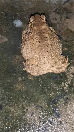 #funnyshorts #trend #toad #cute #animal