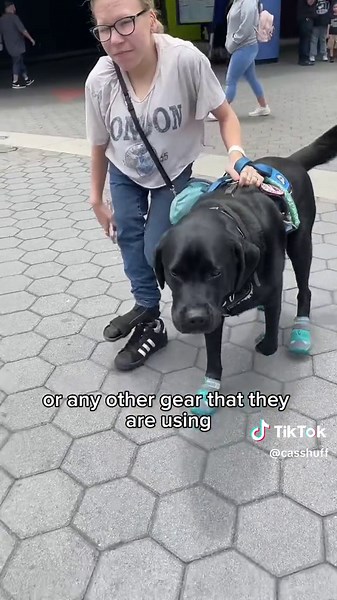 Service Dog Etiquette: Do's and Don'ts | Black Lab Service Dogs