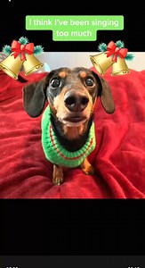 When you've been singing Christmas carols all day  #FestivePup #HolidayVibes | Nia Griffin | Facebook