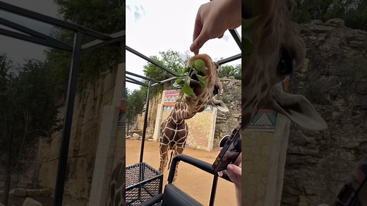 This giraffe can’t stop munching on leaves