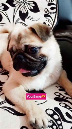 Send this to ur friends 🫶#shorts #pug #pets #dog