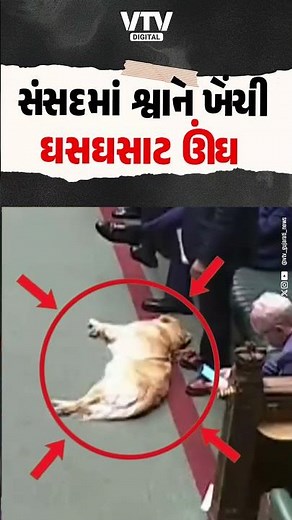 બ્રિટનની સંસદમાં પાલતુ ડોગે આરામની ઊંઘ માણી, કાર્યવાહી ચાલતી રહી